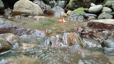 Clear Shallow Stream Flowing Over Pebbles in Forest – Relaxing Video Stock Footage 329778189