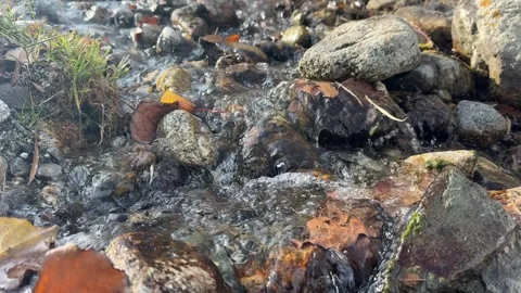 Clear shallow stream flowing over small stones outdoors, natural water movement Stock Footage 336960193