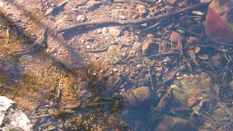 Clear Shallow Stream Flowing Over Pebbles and Riverbed Debris Stock Footage 345715011