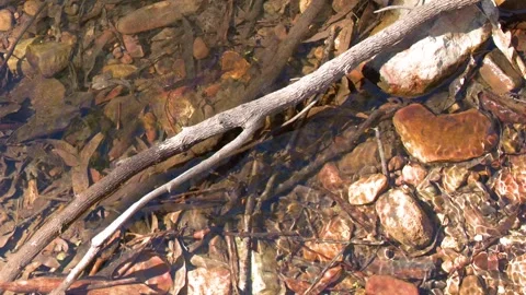 Clear Shallow Stream Flowing Over Riverbed Pebbles and Fallen Branch 動画素材 346595603
