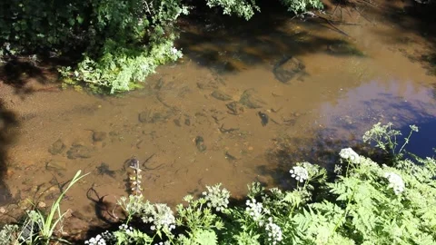 Clear shallow stream flowing through green vegetation in summer forest Video stock 336929468