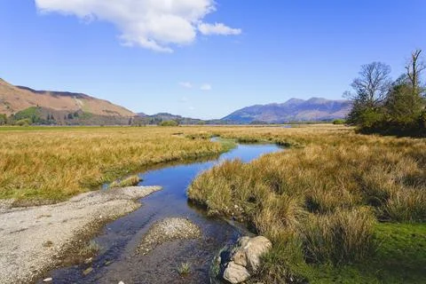 Clear shallow stream meanders through a bed of reeds Stock Photos