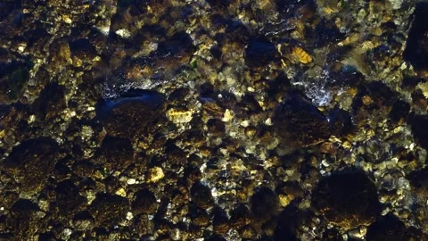 A clear shallow stream reveals sunlit stones Stock Footage 325702280