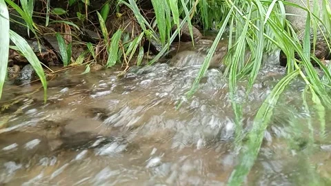 Clear Shallow Stream Water Flowing Over Stones in Natural Light Stock Footage 330524274