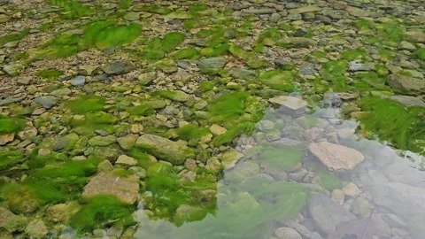 Clear Shallow Water Of A Calm Stream Revealing Rocks And Green Algae Stock Footage 339830169
