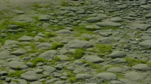 Clear shallow water flowing over smooth grey stones and green algae Stock Footage 341503683