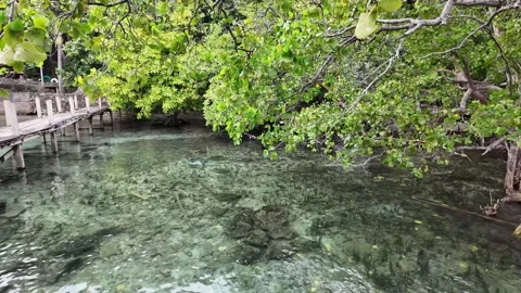 Clear Shallow Water with Mangrove Trees and Wooden Pier Stock-Footage 268705468