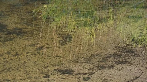 Clear Shallow Water with Pebble Bottom and Sky Reflection Stock Footage 343005179