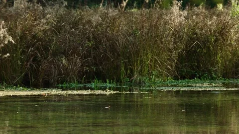 Clear Shallow Waters with Jumping Fish Stock Footage 315652152