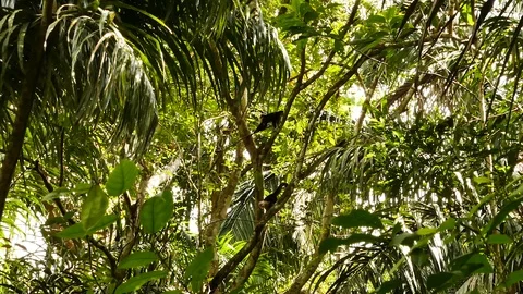 Clear shot of capuchin monkey duo moving across rainforest Stock Footage 123620782