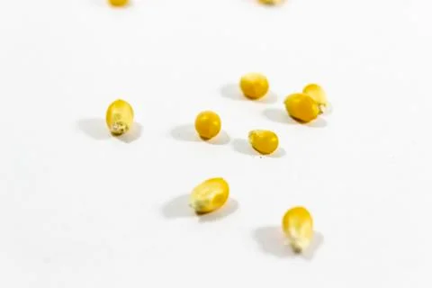 Clear shot of diagonal spreaded corn seeds on white background Stock Photos