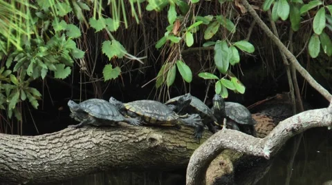 Clear shot of several Turtles sunning on a log in the water Video stock 61386972