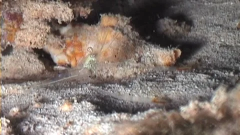 Clear Shrimp Over The Sand Stock Footage 291098647