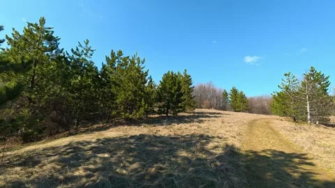 Clear sky above pine trees and dry grass field. Kozji Kamen Viewpoint Видео 331873190