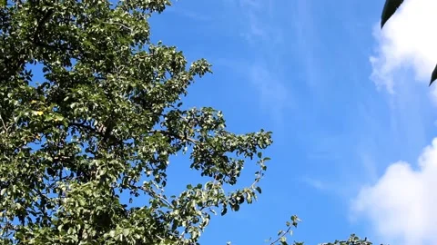 Clear sky and green tree branches capture nature in a sunny setting during .. Stock Footage 344878480