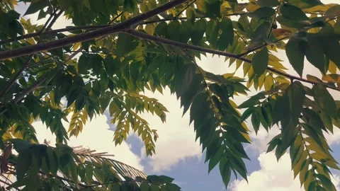 A clear sky could be seen amidst the leaves Stock Footage 270685279