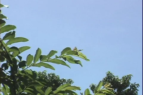 Clear Sky 스톡 동영상 282749