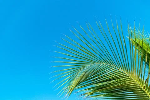 Clear sky with green leaf of palm in corner Stock Photos