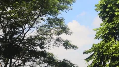 Clear Sky With Lots of Trees and Wind Blown Stock Footage 238794818