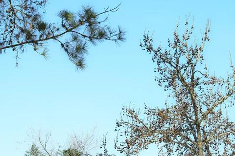 Clear sky meets bare branches of two trees Stock Photos