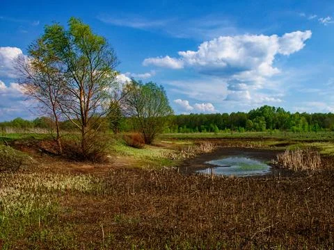A clear sky overlooks a small pond amidst a field of cut reeds Stock Photos
