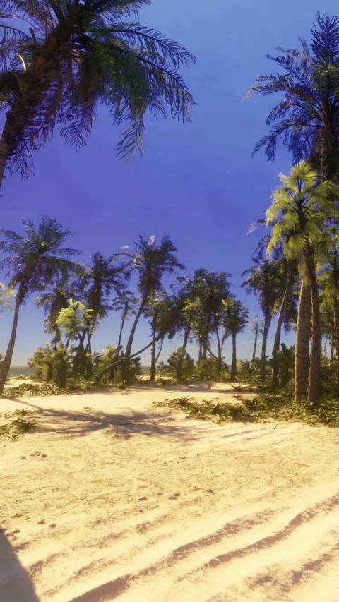 Clear sky with palm trees on sandy ground during daytime in a tropical area Stock Footage 340272199