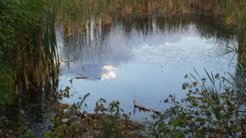 Clear sky reflection in swamp water with copy space Stock Footage 331687090