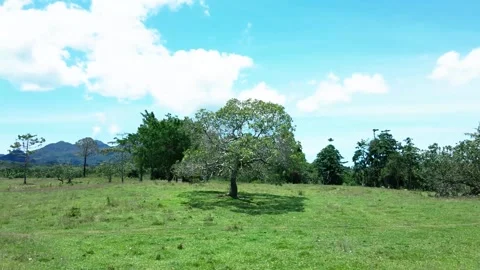 Clear sky with shady trees and green grass Stock Footage 213213329