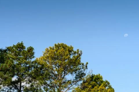 Clear sky with soft moon above green tree tops Stock Photos