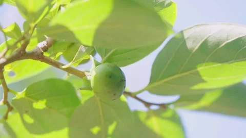 Clear Sky Swaying Fruit Stock Footage 304269122