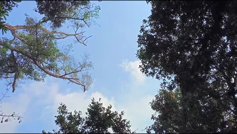 Clear sky with towering trees. Stock Footage 243930900