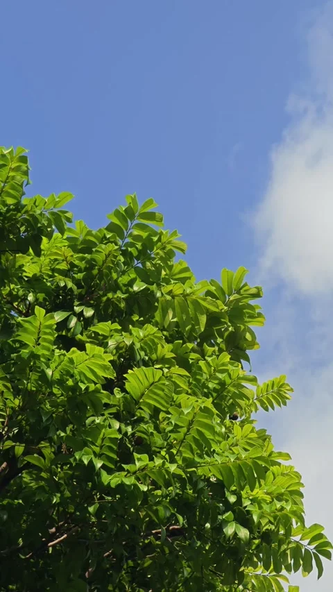 Clear sky with tree background Stock Footage 295837479