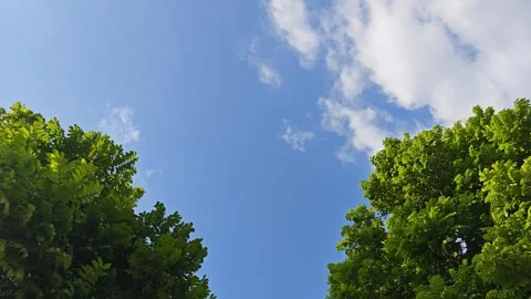 Clear sky with tree background Stock Footage 295837572