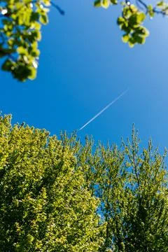 Clear sky with trees below and a plane flying above in springtime afternoon.. Stock Photos
