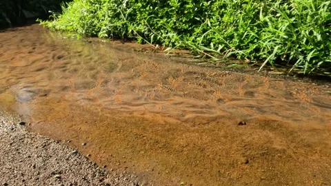 A clear small river flowing in a tropical rainforest Video stock 320921361