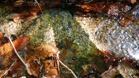 Clear small stream in the forest, Fresh Natural Stream, Outdoor Stock Footage 97740917