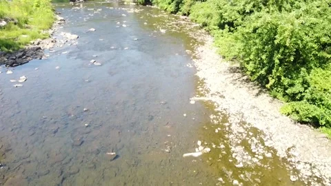 A Clear Small Stream in the Summer 库存影片 145884395