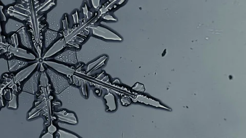 Clear snowflake melts Stock Footage 88398563