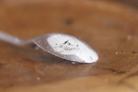 Clear spoon   Foto stock