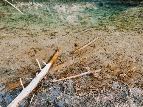 Clear Spring Water with Fallen Logs and Sandy Forest Bottom Stock Photos