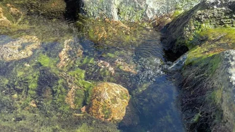 Clear spring water flowing into mountain stream pool Stock Footage 319664754