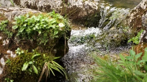 Clear spring water flowing over mossy rocks in a lush forest brook Stock Footage 342520589