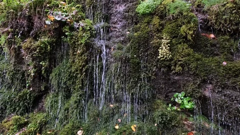 Clear spring water stream among thick moss and other plants vegetation Stock Footage 125350717