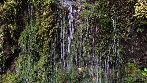 Clear spring water stream among thick moss and other plants vegetation Stock Footage 125351795