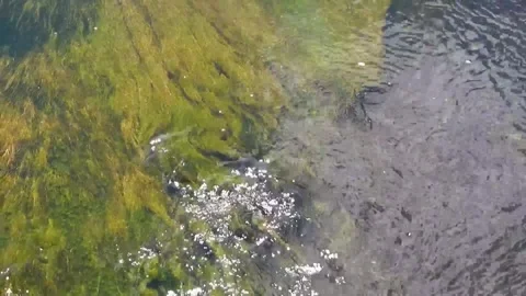Clear Stream with Algae and Rocks Stockbeeldmateriaal 348527863