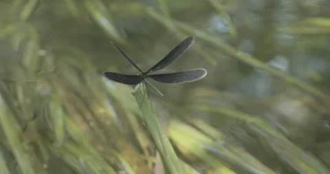 Clear stream and 'Aohada Tonbo' dragonfly 'Calopteryx japonica' Stock Footage 154003440