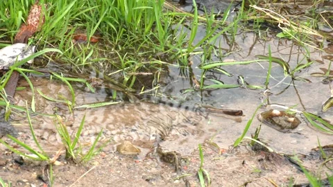 A clear stream with beautiful greens Stock Footage 313444152