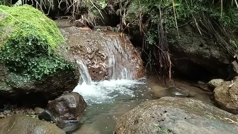 Clear Stream Flow in Forest – Fresh Water Running Through Rocks Stock Footage 329780056