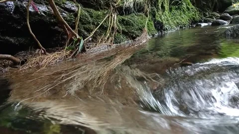 Clear Stream Flow Through Forest Rocks Natural Close Up Scene Stock Footage 330588828