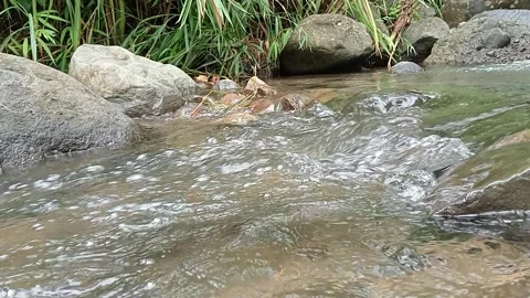 Clear Stream Flowing Across Rocky Riverbed in Forest Stock Footage 330329758